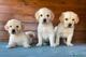 Cachorros golden retriever en adopcion ghgxd