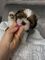 .......................cachorros shih tzu en adopcion