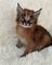 Caracal kittens available whatsapp: +27842597191