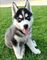 Ghjm regalo cachorros husky en adopcion