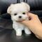 Healthy bichon maltes mini toyjhgffgfd,,..,,