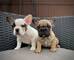 Hermosos cachorros de bulldog francés#$