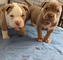 Lindo american bully cachorros 2457564