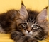 Maine coon