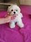 Malteses, hermosos cachorros