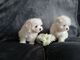 Regalo cachorros bichon maltes para adopcion whatsapp: 613372697
