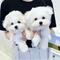 Regalo cachorros bichon maltes whatapps+34623727736 ****/