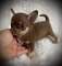 Regalo cachorros de chihuahua disponibles 1
