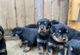 Regalo impresionate cachorros rotweiler whatsapp:613372697