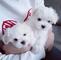 Regalo lindo cachorro de bichón maltés machos y hembras 613682454