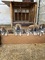 Shiba inu, excelentes cachorros