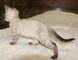 Snow/silver/charcoal/brown bengal kittens whatsapp: +27842597191