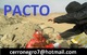 Soplos del pacto