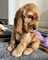 Tttpreciosos cachorros de cocker spaniel(+34602541609)tyt
