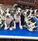 Vfthermosos cachorros de gran danés en adopción(+34602541609)vfvt