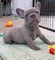 /2 cachorros bulldog francés