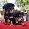 2...regalo cachorros rotweiler ,*whatapps 623727736
