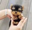 ))))4 cachorros yorkshire cachorros (34 691 11 04 90)