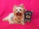/4 cachorros yorkshire mini