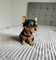/6 cachorros yorkshire mini