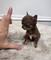/8 cachorros chihuahua mini