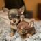 /9 cachorros chihuahua mini