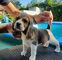 Adorables cachorros de beagle en adopción: whatsapp +34667691603
