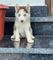 Adorables cachorros de husky gratis whatsapp +34667691603. todos