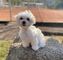 Cachorro bichón maltés en adopción: whatsapp:+34604104009 . toro