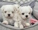 Cachorros bichón maltés en adopción whatsapp.+34679030311