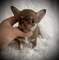 /cachorros chihuahua cachorros (34 691 11 04 90)