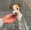 Cachorros fox terriers whatsapp +34667691603 en adopción: whatsa