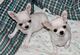 Chihuahua cachorros mini blancos