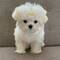 !!!fgghh!!!regalo bichon maltes cachorros hemosahdfsfff