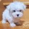 Gdgregalo preciosa bichon maltes mini toy mi whgfdfgdfd