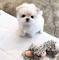Ghrfdsv regalo preciosa bichon maltes mini toy jhgdv