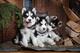 Husky siberiano akc disponibles jjjjjj