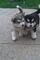 Ngfnvxfbj cachorros husky labrador en adopcion