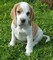 Oouregalo lindo beagle cachorros mi whatsapp +34670950156uukk