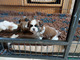 Preciosos cachorros(((((+34613861799)shih tzu para adopción lm4