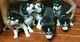 Preciosos cachorros(((+346613861799)husky para adopción