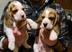 Preciosos cachorros beagle para adopción