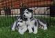 R regalo cachorros husky siberiano whatsapp (+34)612408575