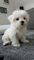 Regalo bichon maltes toy disponibles para adopción(+34634683995)