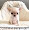 Regalo cachorros chihuahua toy whatsapp (+34)612408575