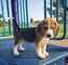 Regalo cachorros de beagle para adopcion ll12