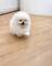 Regalo lindo cachorros pomerania toy9i87nbgvc