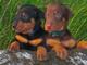 Regalo macho y hembra cachorros de dobermans+34 634011870 ff
