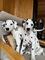 Regalo precicio cachorros dálmatas //whatapps,,623727736