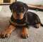 (whatsapp(+34662528224)cachorros rottweiler de pura raza yy